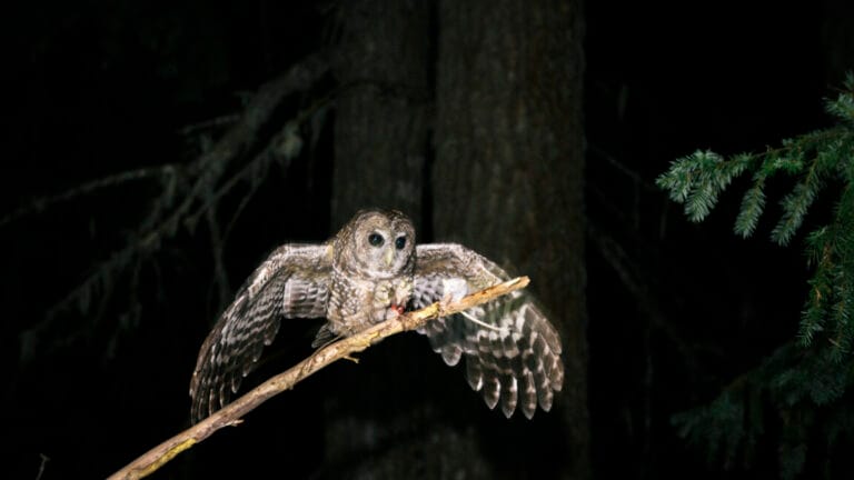 GettyImages 2184537594 1152x648 1