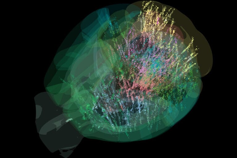 mit brainconsortium 2025