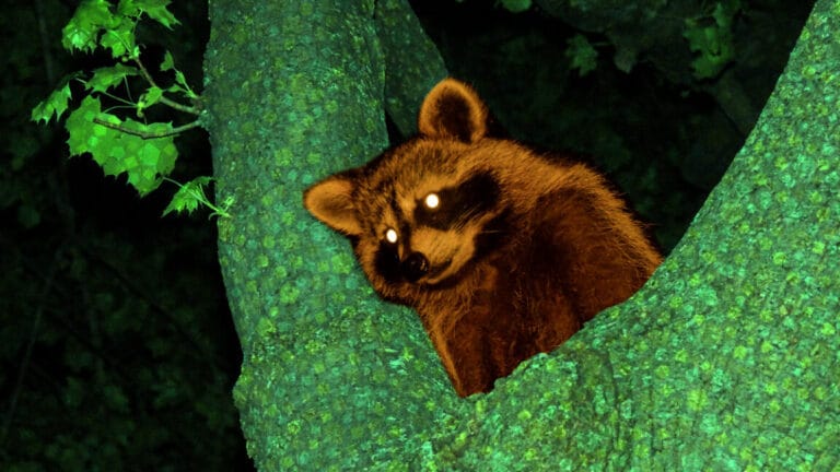 the real tom nook 2 1152x648 2